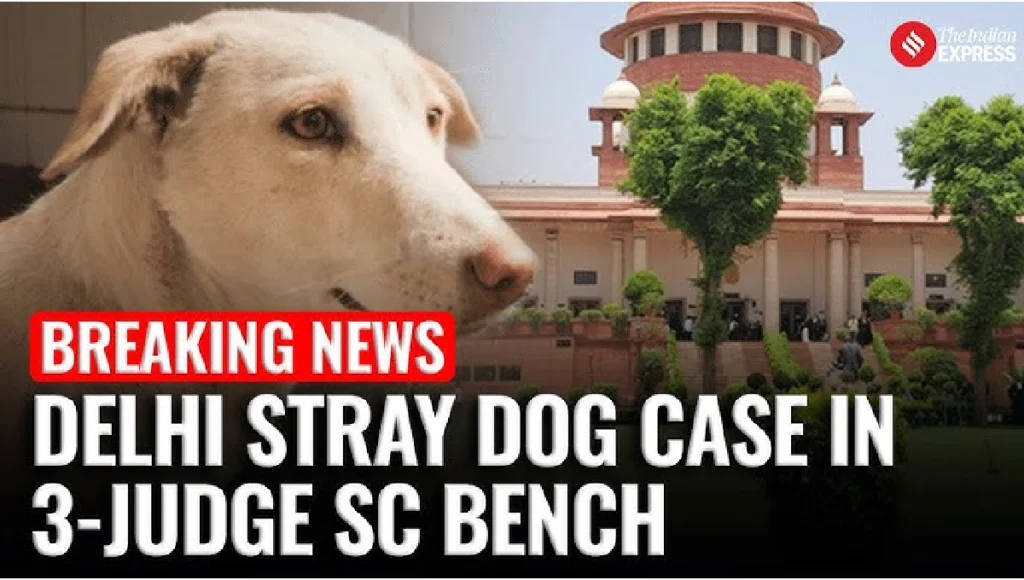 Stray dogs on Delhi street amid Supreme Court’s 2024 order to relocate them due to dog bite concerns